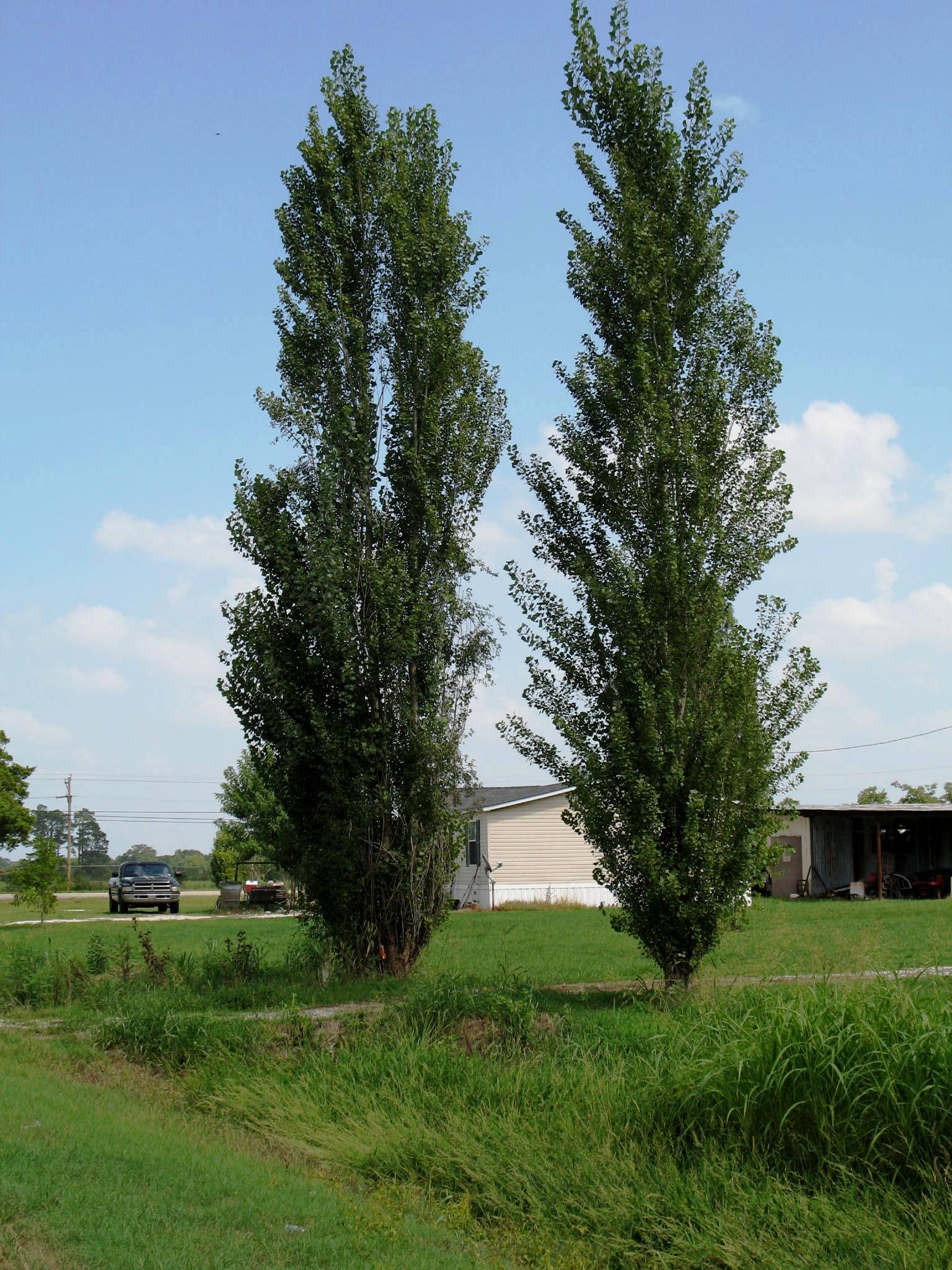 Populus nigra 'Italica'
